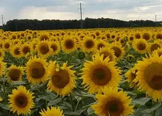 Ціни на соняшник в Україні досягли рекордного рівня через дефіцит та високий попит