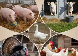 Держпродспоживслужба розповіла фермерам про нові стандарти утримання тварин