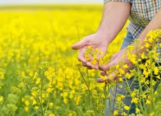 Стало відомо, чому в Україні знижуються ціни на експортному ринку ріпаку