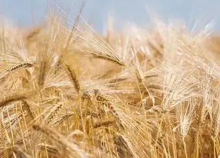 Озвучено оновлені ціни на фуражний ячмінь в Україні