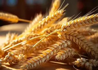 В Україні зросли ціни на пшеницю