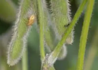 Через введення експортних мит на сою та ріпак Україна зазнала колосальних втрат у репутаційному плані