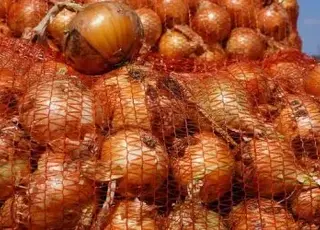 В Україні зібрали перший врожай озимої цибулі за корейськими технологіями