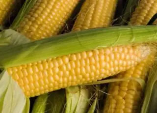 Закупівельні ціни на кукурудзу в Україні зростають на тлі спекулятивного подорожчання пшениці