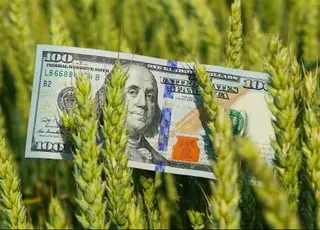 Україна щороку втрачає мільярди через експорт агросировини