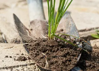 Як легко позбутися бур’янів