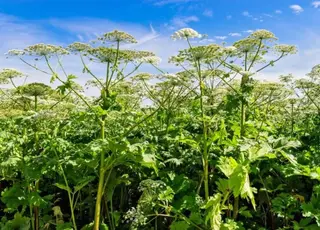 В рф вирішили створить реєстр рослин-іноагентів