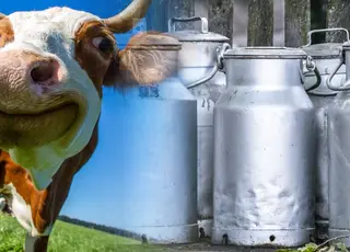 Молочна галузь шукає вихід із кризи на тлі слабкого попиту та імпорту