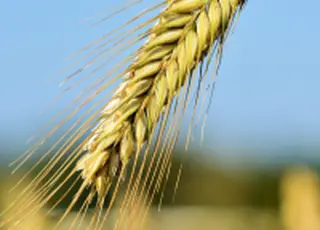 «НІБУЛОН» отримав нове фінансування для морського розмінування