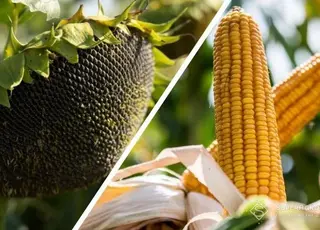 Стало відомо, як змінилися ціни на соняшник та кукурудзу