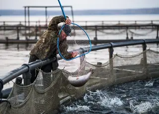 Уряд розширив держпідтримку аквакультури