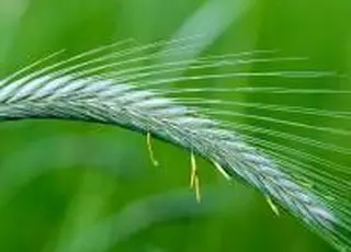 Озимі культури в Україні на кінець лютого залишалися в стані зимового спокою - Укргідрометеоцентр