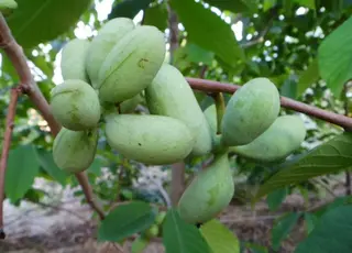 Екзотична азиміна трилопатева стає новою перспективною культурою для українських садів