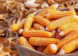 Україна в грудні експортувала до Китаю майже 60 тис т кукурудзи