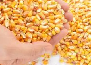 Ціни на фуражну кукурудзу піднялися до 8700–9900 грн/т СРТ