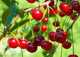 Україна експортуватиме до ЄС саджанці вишні