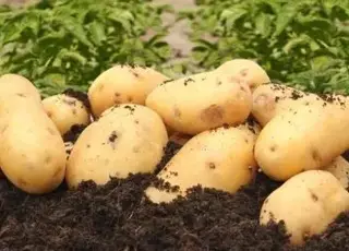Як правильно і коли копати картоплю для максимального врожаю: ключові поради