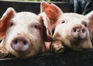 Ветеран із Запоріжжя заснував ферму дощових черв’яків і виробляє біогумус