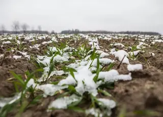 Озимі під загрозою: що чекає врожай України після складної зими