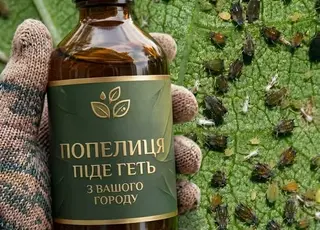 Названо розчин, який допоможе позбутися попелиці на ділянці