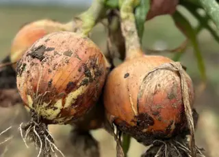 Ціни на цибулю знижуються через перевиробництво та низьку якість врожаю