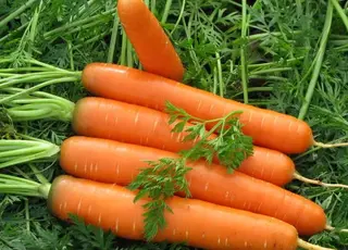 На Миколаївщині стартувала посівна кампанія ранньої моркви