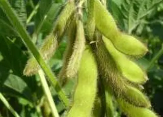 Українські переробники підвищили закупівельні ціни на сою