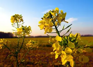Полякам не вистачає українського ріпаку через запроваджене ембарго
