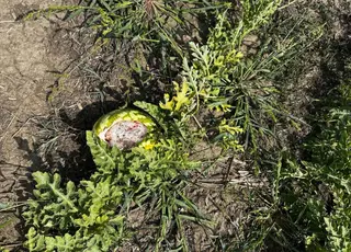 На Одещині зайці масово нищать кавуни та дині на баштанах фермерів