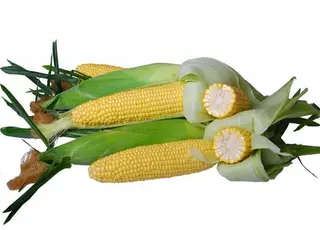USDA прогнозує зниження експорту української кукурудзи