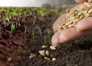 Озвучено прогноз щодо посівної кампанії на 2026 рік: що аграрії сіють і від чого відмовляються