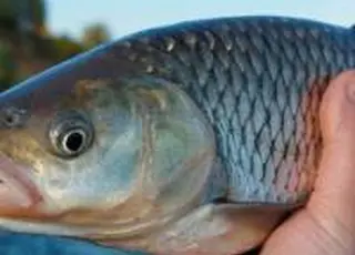 Держава надала перші виплати в межах програми підтримки рибництва