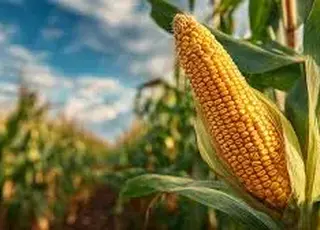 Ціни на українську кукурудзу продовжують знижуватись