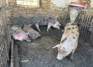 На Дніпропетровщині чоловік підпалив ферму та поранив п’ятьох людей