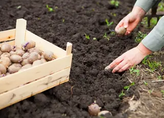 Стало відомо, коли садити картоплю у 2026 р