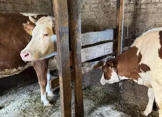 На Полтавщині за час війни майже на 40% поменшало корів