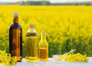 ABARES знизило прогноз виробництва та експорту ріпаку в Австралії у 2025/26 МР
