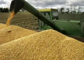 Експорт української пшениці впав на 28% у 2025/26 МР: детальний огляд постачань