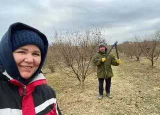 На Київщині збирають до десяти кілограмів фундука з одного дерева