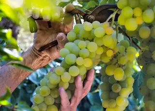 Чим та як обробити виноград, щоб він пережив зиму