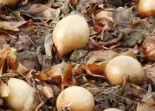 На Хмельниччині фермери переорюють цибулю через низькі ціни