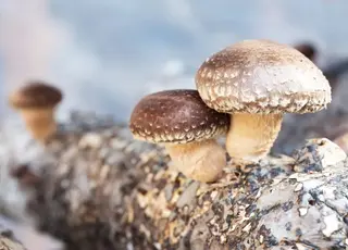 Українські гриби шиїтаке втрачають ціну на тлі зростання витрат виробництва