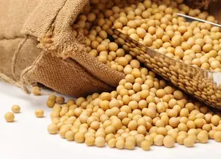 На Одещині викрили схему тіньового експорту соєвих бобів