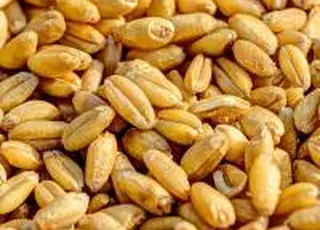 Фуражна пшениця в портах Одеси з початку тижня додала в ціні