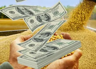 З України хотіли нелегально вивезти важливу сільгоспкультуру на $2 млн