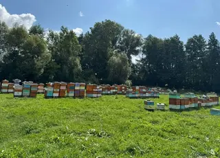 На Житомирщині загинули майже 700 бджолиних сімей