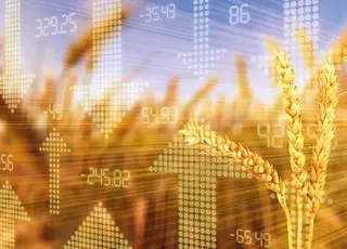 Світові ціни на пшеницю різко впали після нового звіту USDA