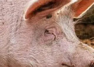 Імпорт свинини у вересні сягнув максимуму з 2022 року — АСУ