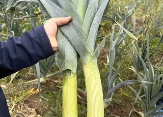 Спеціаліст назвав три перспективних гібрида цибулі-порея