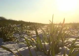 В Україні озимі прокинулись раніше терміну